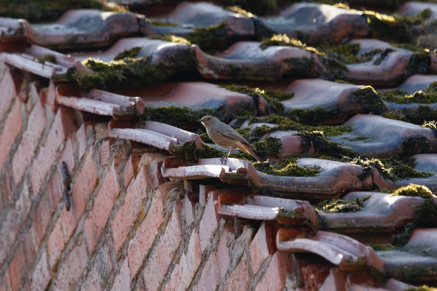 Waarom moet je dak mossen en algen verwijderen?